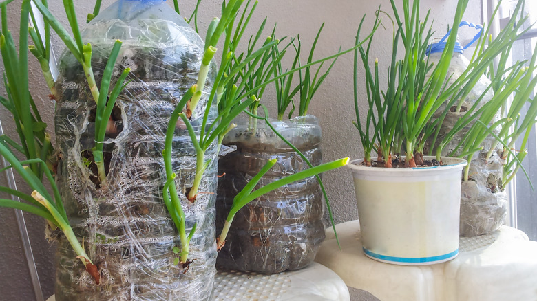 onions growing in plastic bottle towers