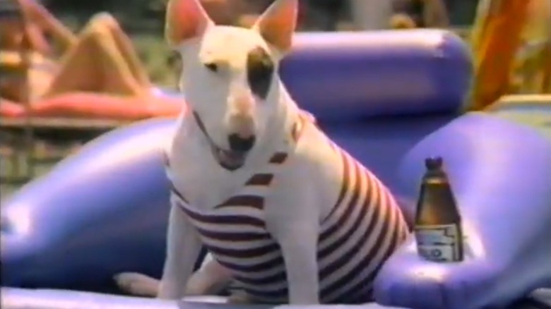 Spuds MacKenzie sitting on a pool raft with beer