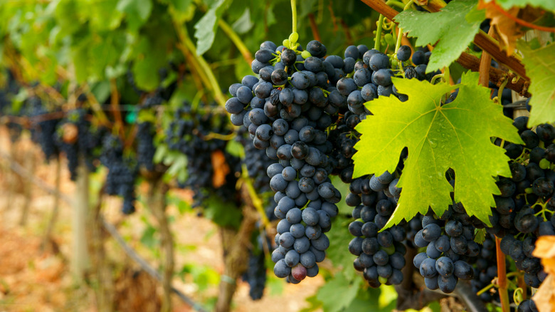 Dark grapes on vine