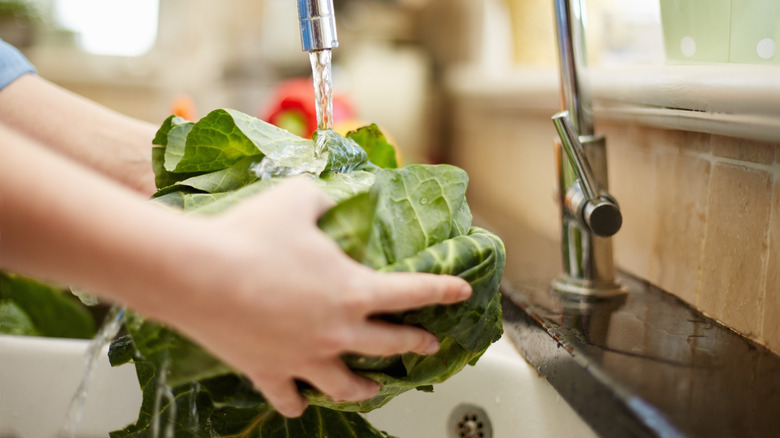 Close-up of a woman's hands holding cabbage leaves under running water from a kitchen faucet