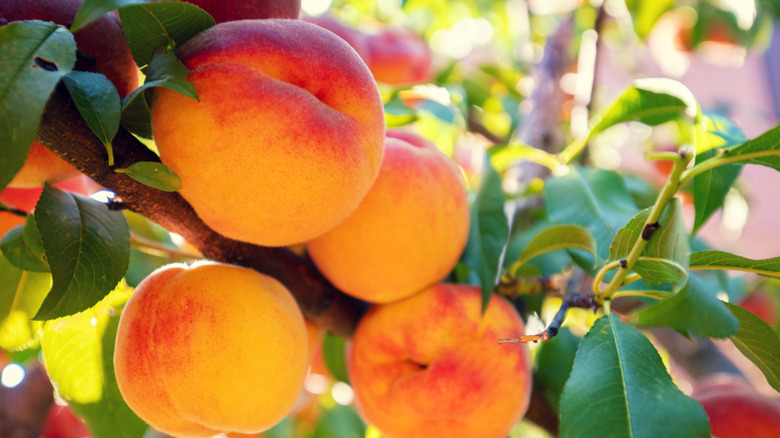 Close-up of peaches on a tree branch