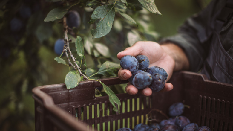 A farmer holding a handful of fresh European plums