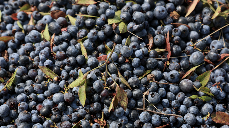 Freshly-picked blueberries with leaves and stems