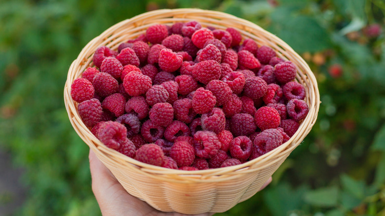 A person holding a woven basket of ripe raspberries