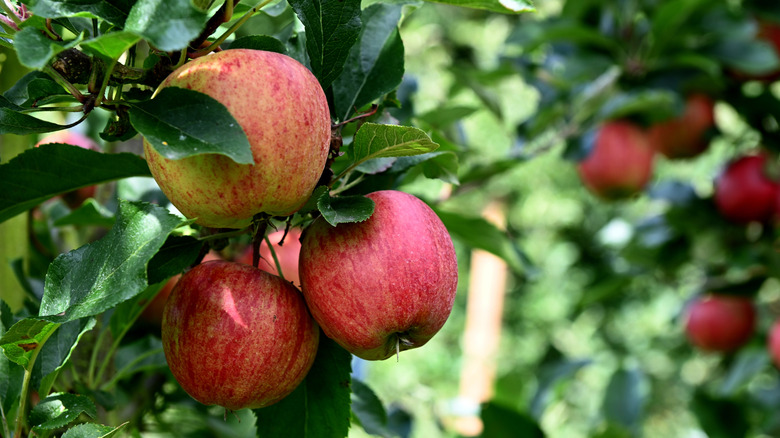 Close-up of three Gala apples on a tree branch