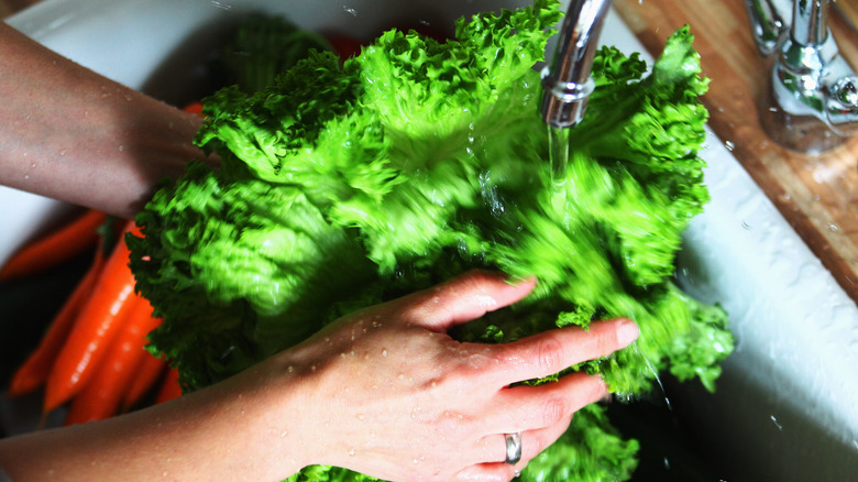 Person washing lettuce under running water