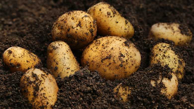 Harvested potatoes in ground