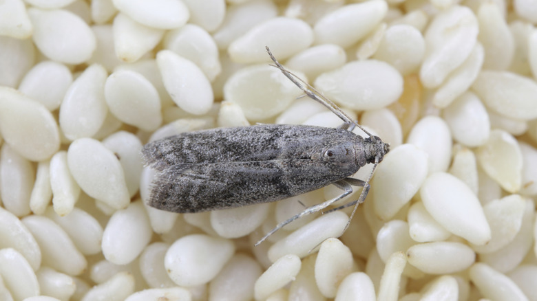 Pantry moth sitting on hulled sesame seeds