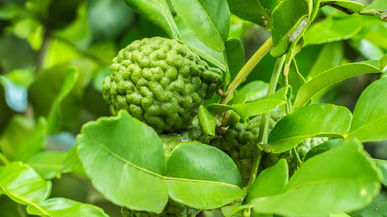 A wrinkly makrut lime on the tree surrounded by verdant foliage