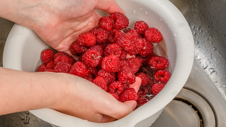 Hands lifting raspberries up from a bowl of water